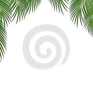 Palm tree. Frame. Green palm leaves template isolated on transparent background.